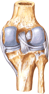 связки мениск коленного сустава